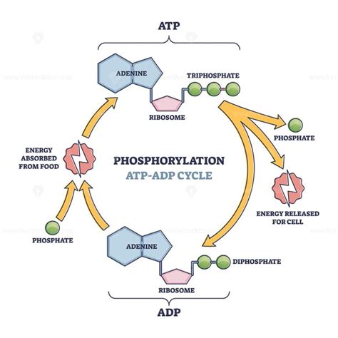 Phosphorylation Atp Adp Cycle With Detailed Process Stages Outline