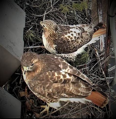 Cornell Hawks Big Red And Henna In Their Fernow Nest Bird Lovers