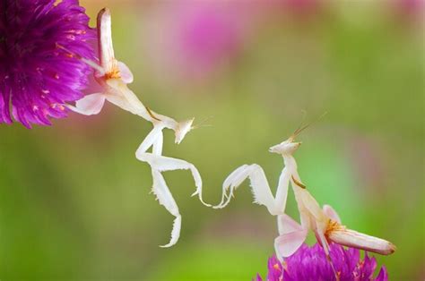 Premium Photo Close Up Of Orchid Mantis On Purple Flowers