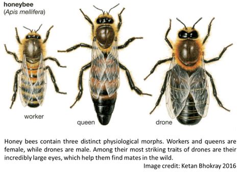 The Strange Sex Lives Of Bees