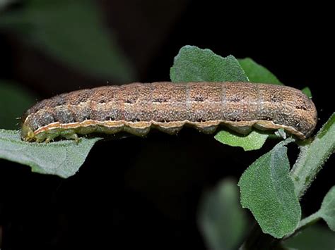 lepinet.fr - Anarta trifolii - La Noctuelle de l'Ansérine (Hadula trifolii)