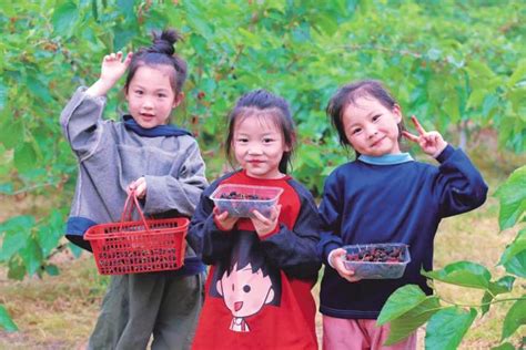 桑葚缀满枝 采摘正当时 湖北日报数字报