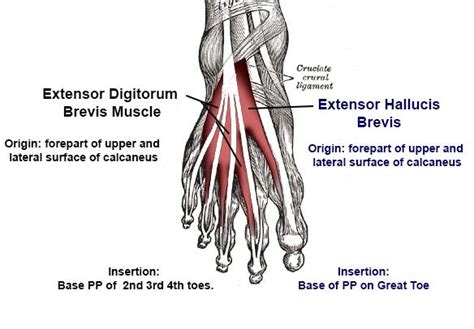 Anatomy Of The Extensor Digitorum Communis Orthopaedi
