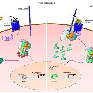 Wnt Signaling Pathway Schematic Representation Of The Wnt Signaling