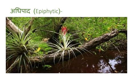 plant root types  roots modifications  roots pptx
