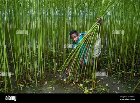 Jute Production In Bangladesh Stock Photo Alamy