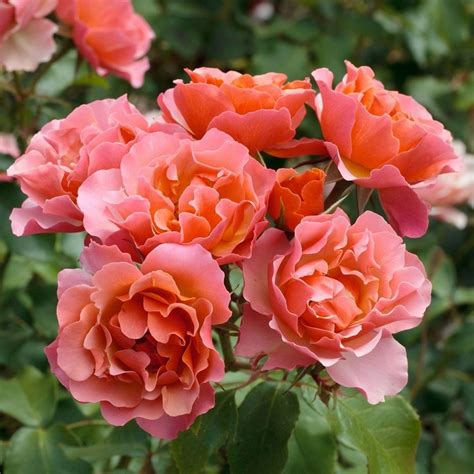 Jean Cocteau ® | Roses' Name