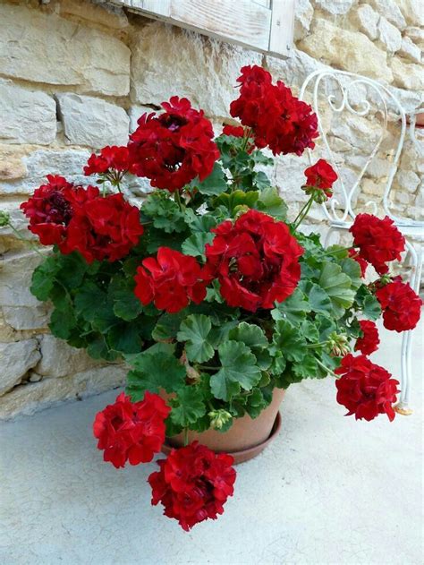 Pelargonium moonflair burgundy ivy – Artofit