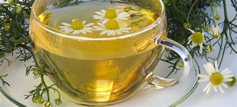 Травы при гастрите