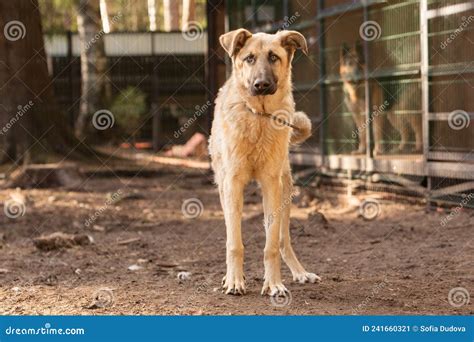 Retrato De Un Gran Perro De Mongrel Rojo En Un Refugio Para Perros