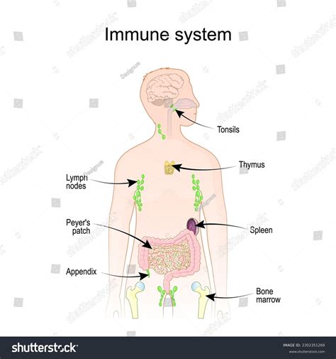 9+ Thousand Organs Immune System Royalty-Free Images, Stock Photos ...