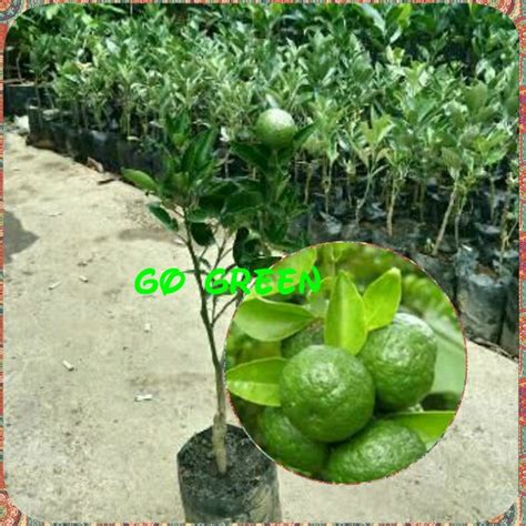 Jual Bibit Buah Jeruk Limau Atau Sambal Di Lapak GO GREEN Bukalapak