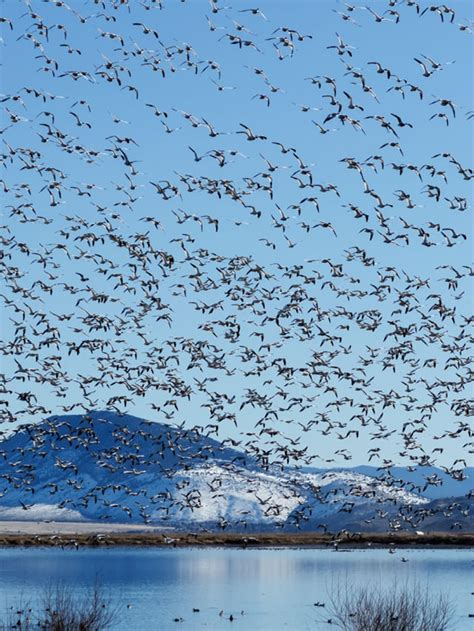 వలస పక్షులు తమ దారిని ఎలా కనుగొంటాయి.? – TV9 Telugu 