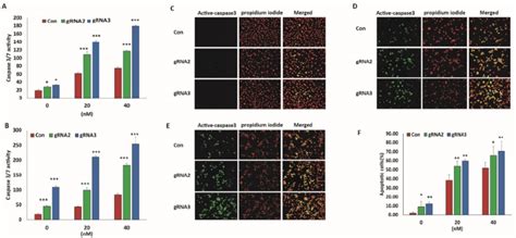 Lentiviral Crispr Cas Mediated Mir Gene Editing Sensitized Ovarian