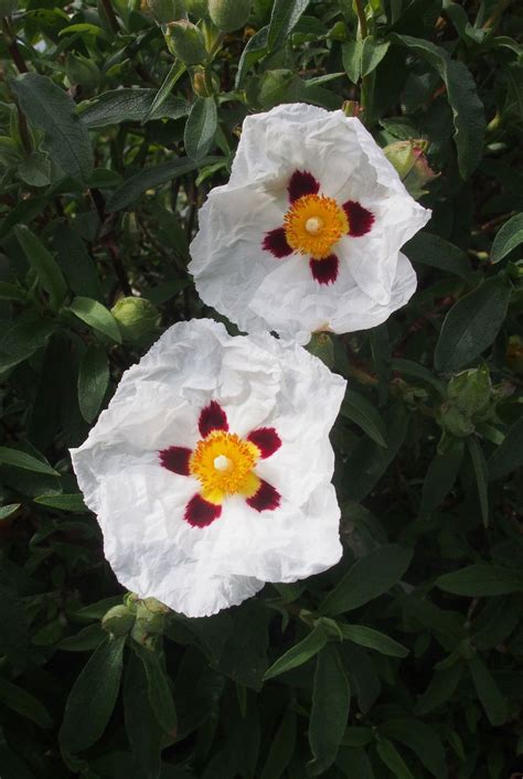 Best drought tolerant plants: top picks for hot, dry weather | GardeningEtc