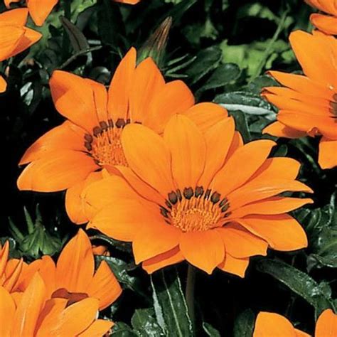 Photo of the bloom of Gazania (Gazania rigens Kiss™ Orange) posted by ...