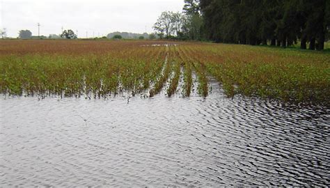 Declararon la Emergencia Agropecuaria para 19 pedanías y once