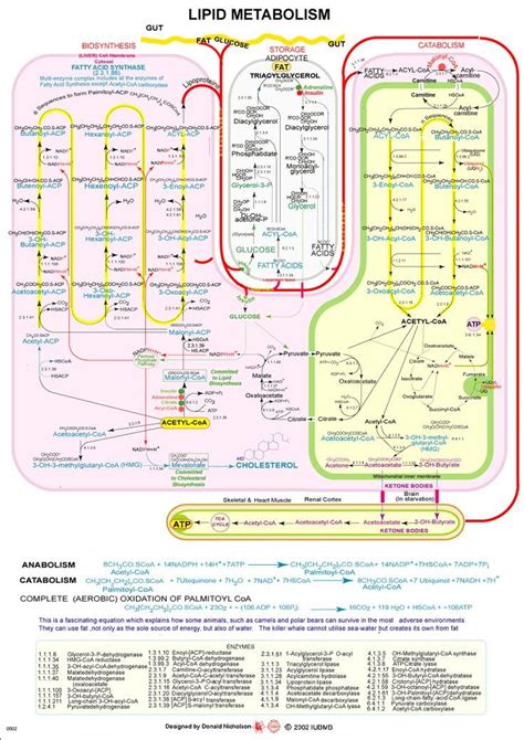 Lipid Metabolism | Biochemistry notes, Chemistry education, Medical ...