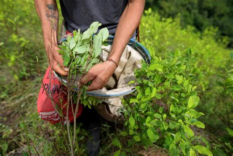 Los cultivos de coca se disparan en Colombia un 43 en 2021 Público