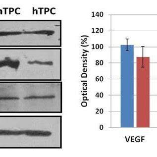 Western Blot Results Of Vegf Vegfr And Vegfr Proteins In The Huvec