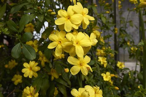 14 Best Types Of Jasmine For Your Landscape