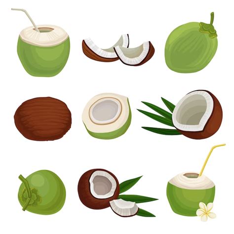 Premium Vector Flat Set Of Fresh Coconuts Exotic Cocktail Natural