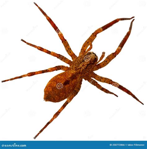 Brown Spider On White Wall Stock Photo Image Of Background 250772866