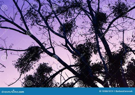 Silhouette Of Nude Girl On Sunset Background Royalty Free Stock Photography Cartoondealer