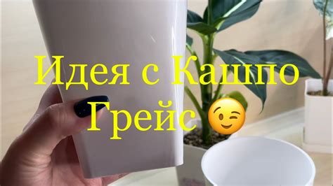 Пересадки# диффенбахия#сингониум#хлорофитум - YouTube