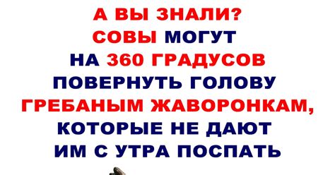 Совы и Жаворонки | Пикабу