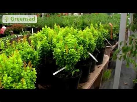 Care and pruning of barberry in the fall for beginners – Healthy Food ...