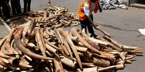 Kenya Seizes Three Tonnes Of Ivory At Port Fox News