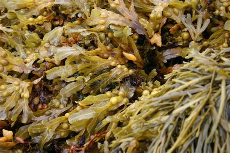 Seaweed stock image. Image of life, underwater, ocean - 43473239