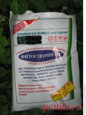 Как применять Фитоспорин-М ? - ответы экспертов 7dach.ru | Цветоводство ...