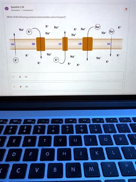 Solved Which Of The Following Scenarios Demonstrates Active Transport