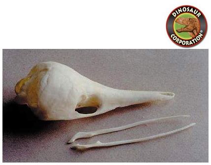 Echidna Short Beaked Skull For Sale | Dinosaur Corporation