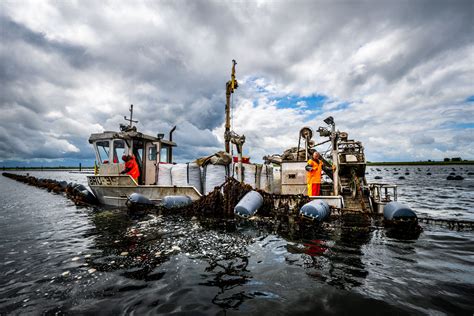 Eerste Touwen Met Oogst Zeeuwse Hangcultuurmosselen Boven Water