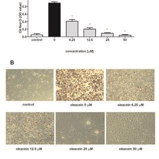 Effect Of Oleacein On Adipocyte Differentiation A And B T L Cells