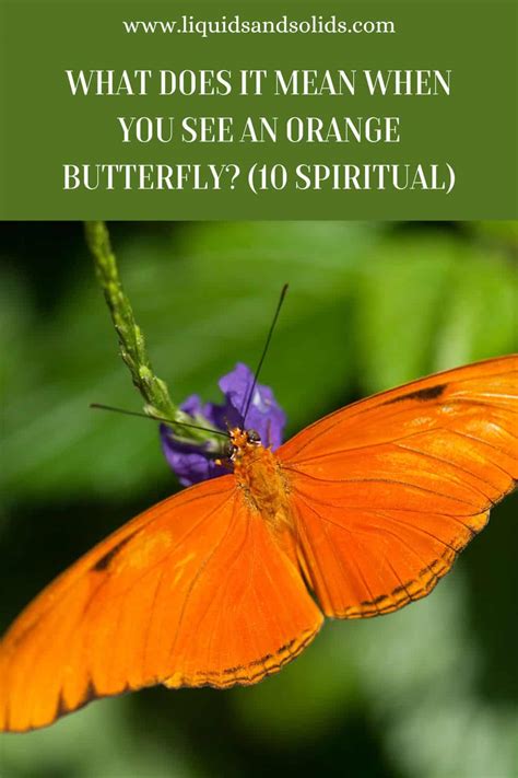 What Does It Mean When You See An Orange Butterfly Spiritual Meanings