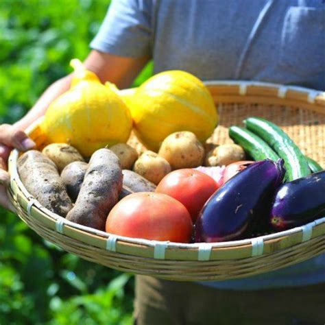 【楽天市場】【ふるさと納税】野菜 定期便 12回 野菜セット 旬 新鮮 詰め合わせ セット ギフト 直送 農家 冬野菜 おまかせ お取り寄せ