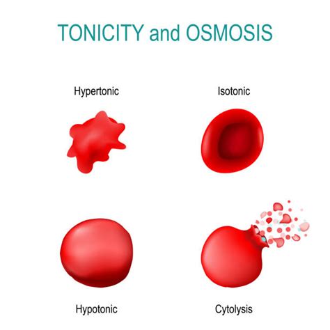 Osmosis Stock Photos Pictures And Royalty Free Images Istock