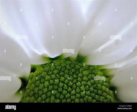 Spray Chrysanthemum With Green Centre Stock Photo Alamy