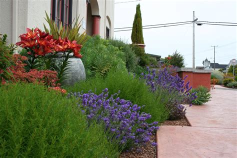 Plants For Mediterranean Garden