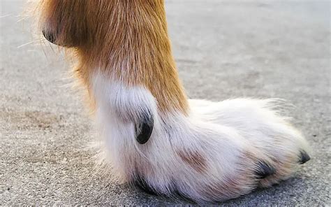 Dog Dew Claw Injury - A Common issue in Terriers