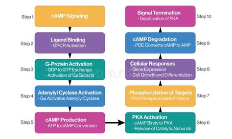 Flowchart of CAMP Signaling Pathway on White Background for Scientific ...