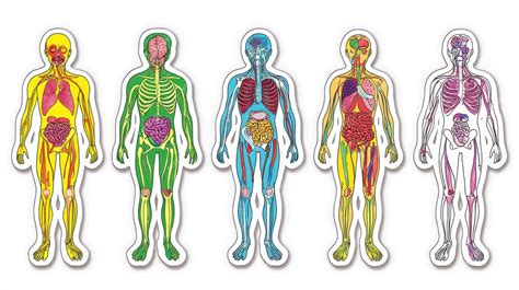 human anatomy illustration  systems organs skeleton muscles nervous