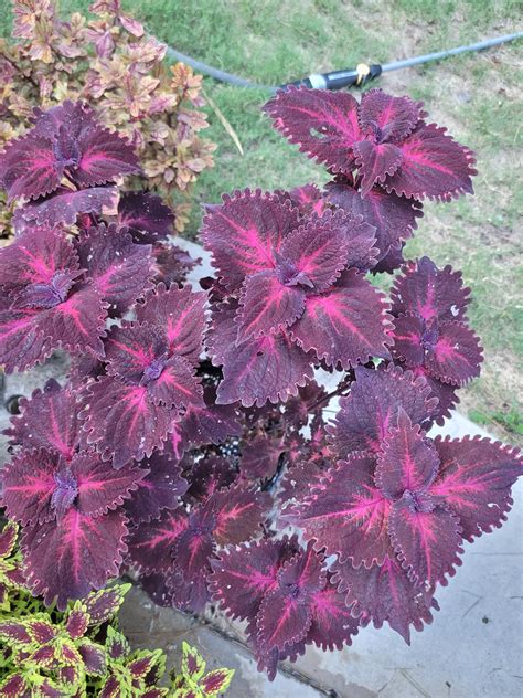 Coleus 'Flamingo' lookin nice in the sun : r/coleus