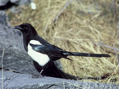 Black-billed Magpie - Rocky Mountain National Park (U.S. National Park ...