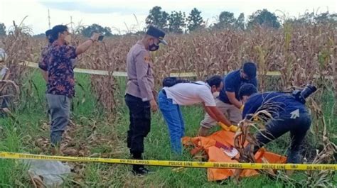 Warga Lampung Tengah Geger Tengkorak Manusia Ditemukan Di Kebun Jagung