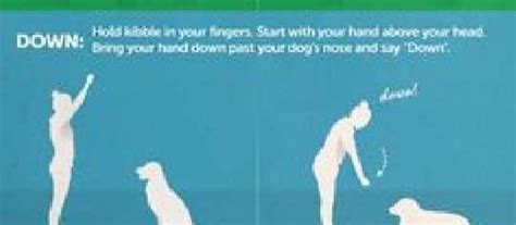 How To Train Your Deaf Dog Wildcreaturey